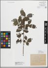 Foto von Salix myrsinifolia Salisb.